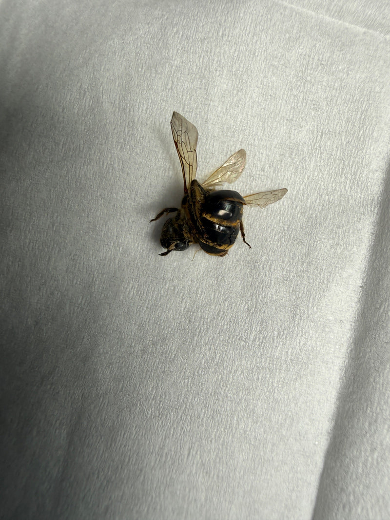Pszczoła z rodzaju Andrena jest widoczna od góry na jasnej, fakturowanej powierzchni. Skrzydła są lekko rozłożone, a ciało ma charakterystyczne ubarwienie.