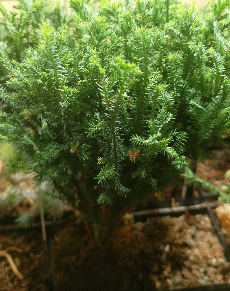 Cyprys Sawara — zdjęcie 3 z 4