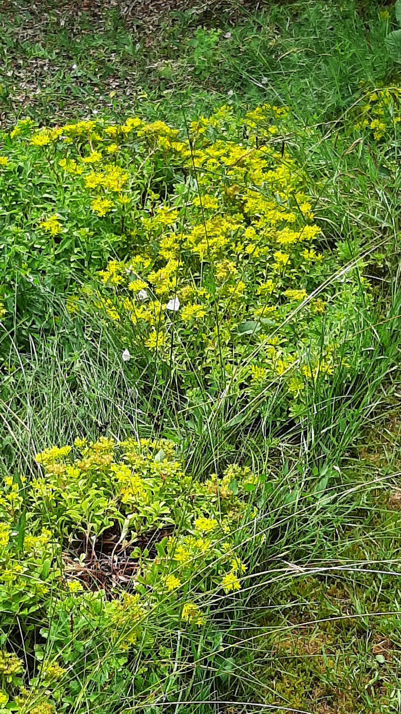 Zdjęcie przedstawia kwitnący rozchodnik ostry z typowymi żółtymi kwiatami rosnącymi na łące. Ujęcie ukazuje roślinę z góry w jej naturalnym środowisku.
