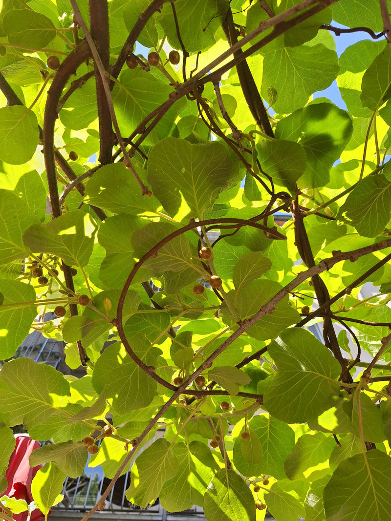 Scharfzähniger Strahlengriffel (Mini-Kiwi) — Bild 1