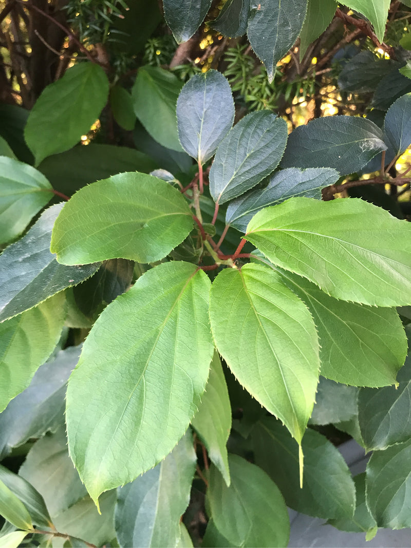 Rysik z ostrymi zębami (mini kiwi) — zdjęcie 5 z 5