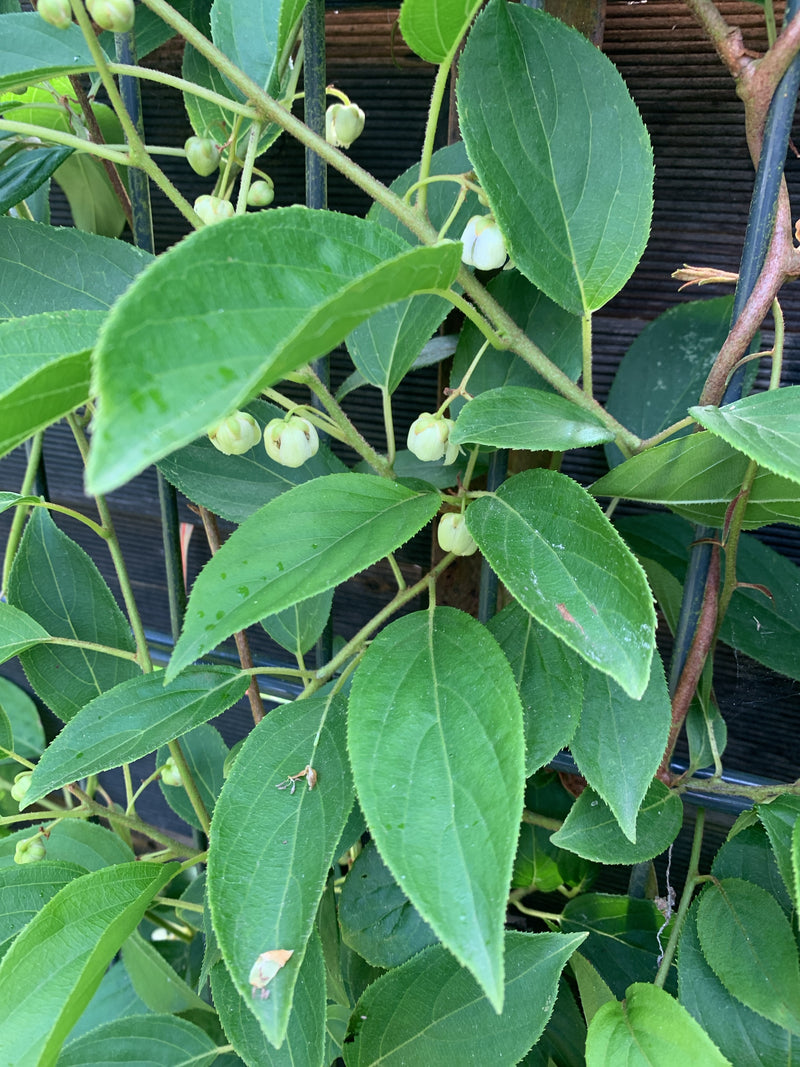 Rysik z ostrymi zębami (mini kiwi) — zdjęcie 4 z 5
