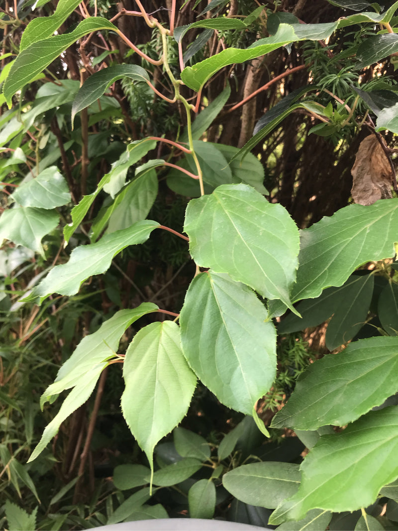 Rysik z ostrymi zębami (mini kiwi) — zdjęcie 1 z 5