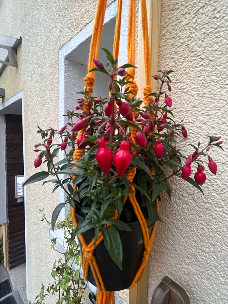 Fuksje — Bild 1