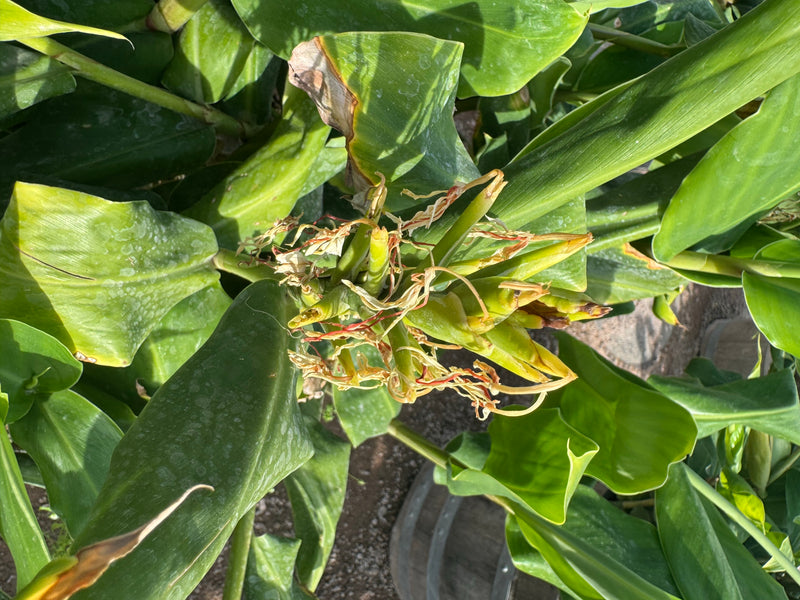 Widok z góry na duże liście i przekwitły kwiatostan hedychium.