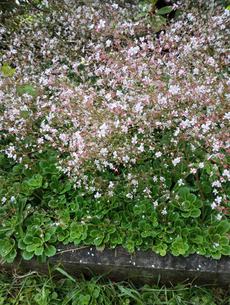 Skalnica cienia — Bild 1