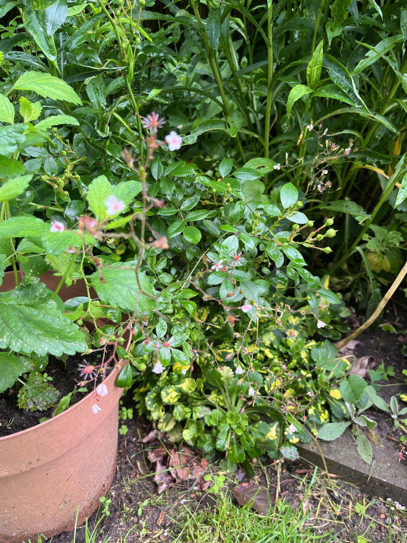 Skalnica cienia — Bild 2