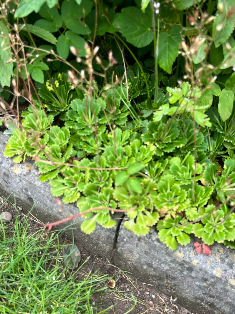 Skalnica cienia — Bild 3