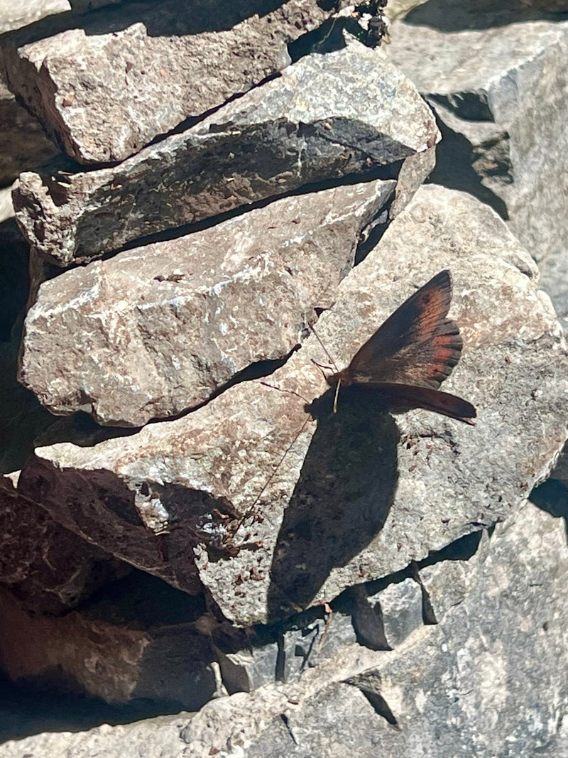 Scheckenfalter — Bild 1