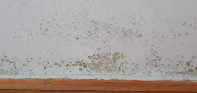 Cladosporium — Bild 1