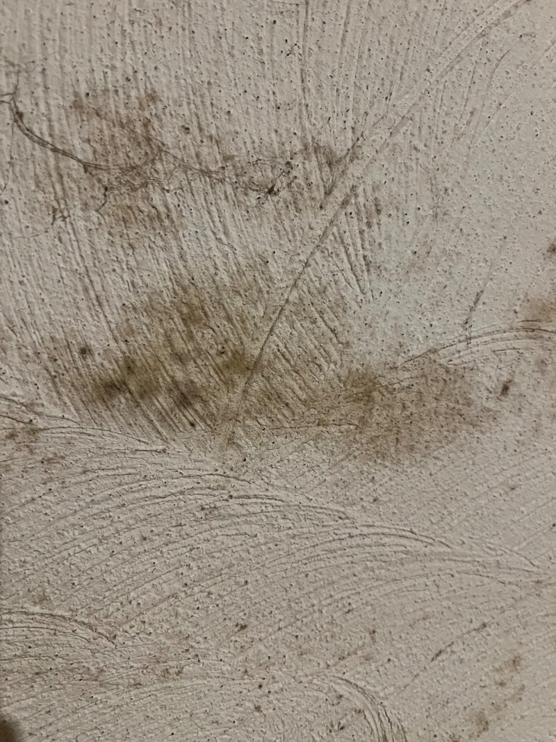 Cladosporium — Bild 1