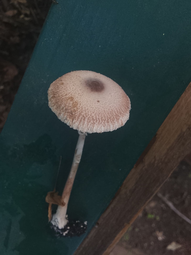 Parasolowanie — Bild 1