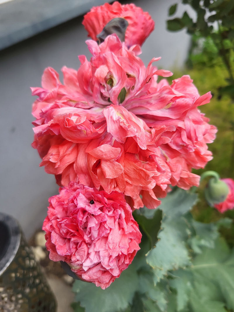Schlafmohn — Bild 3