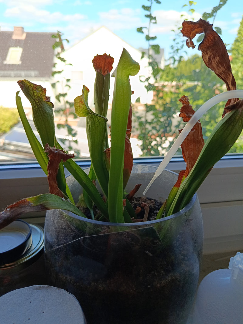 roślina dzbanowa — Bild 1