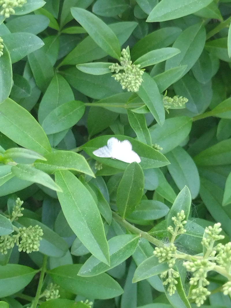Tarninowy biały motyl — Bild 1