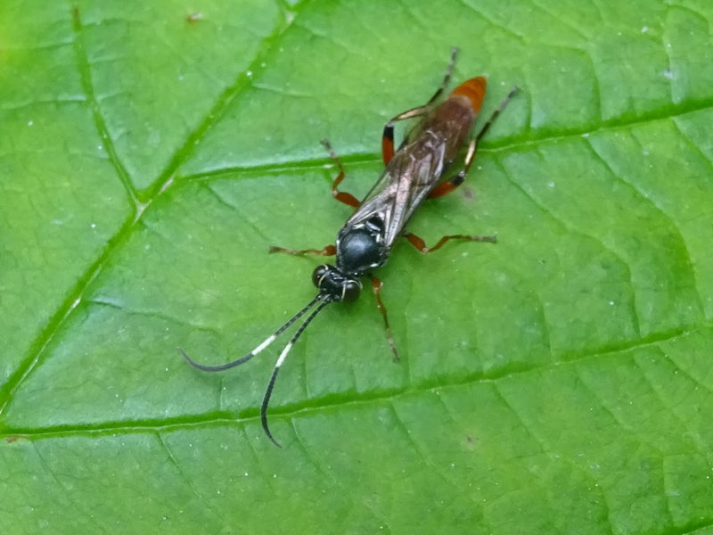 Pasożytnicza osa — Bild 1