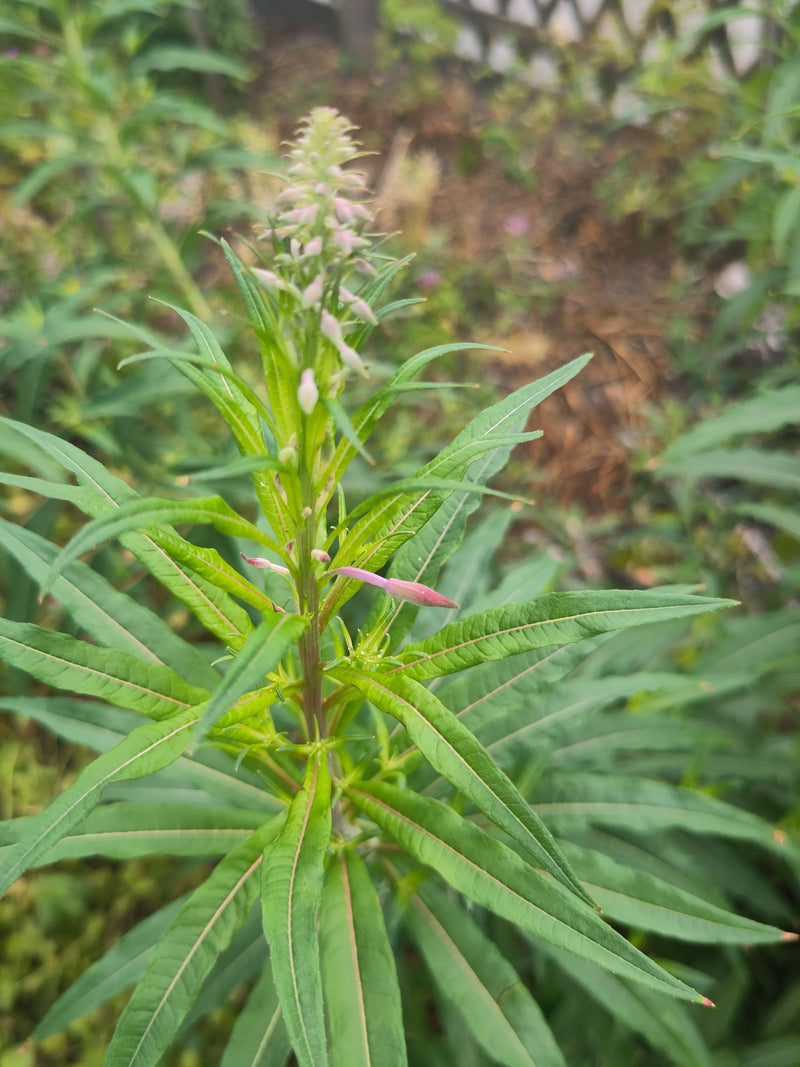 Schmalblättriges Weidenröschen — Bild 2