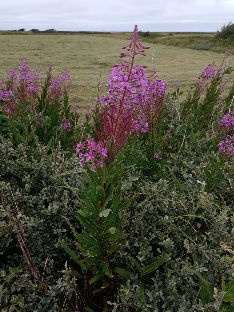 Fireweed wąskolistny — zdjęcie 4 z 7