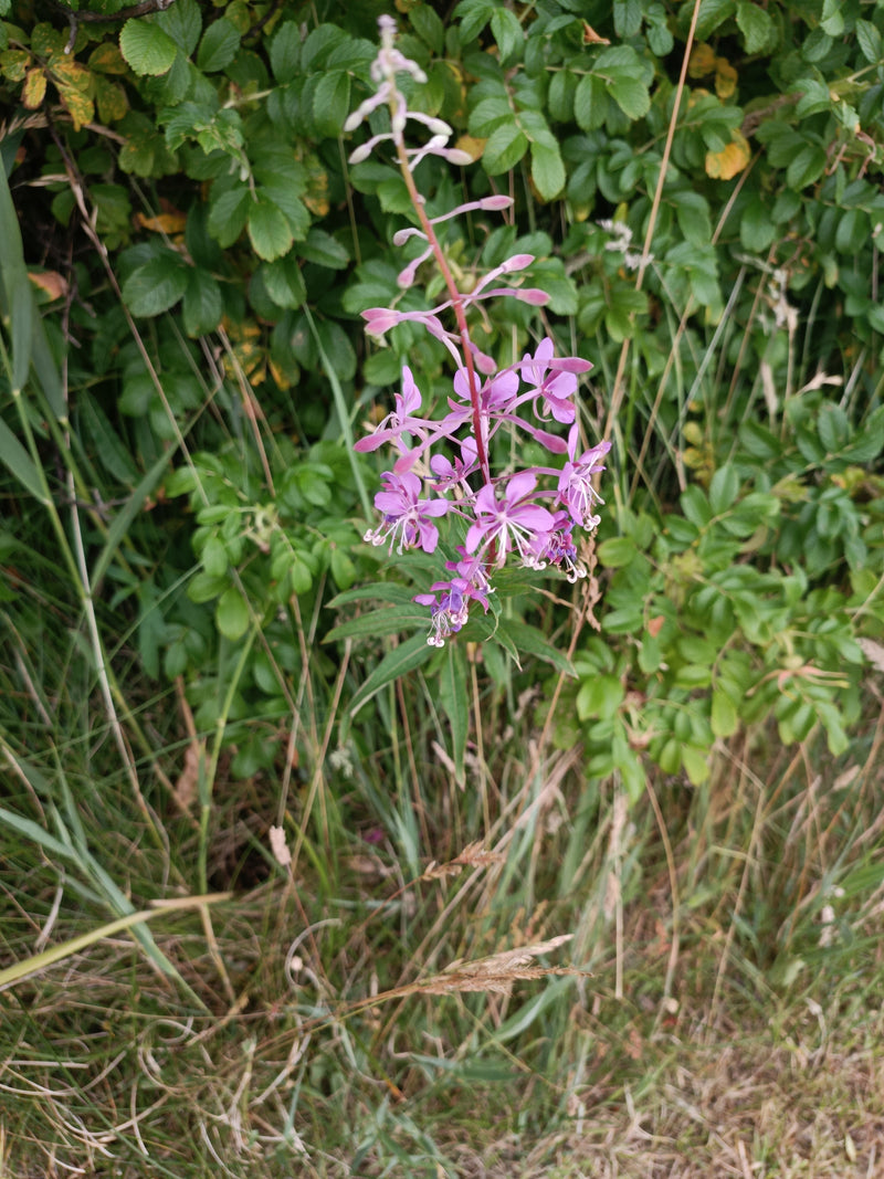 Fireweed wąskolistny — zdjęcie 3 z 7