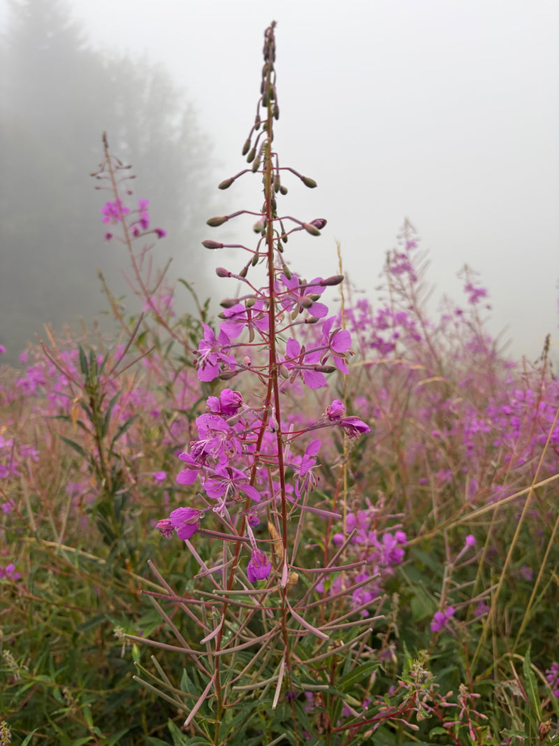 Fireweed wąskolistny — zdjęcie 5 z 7