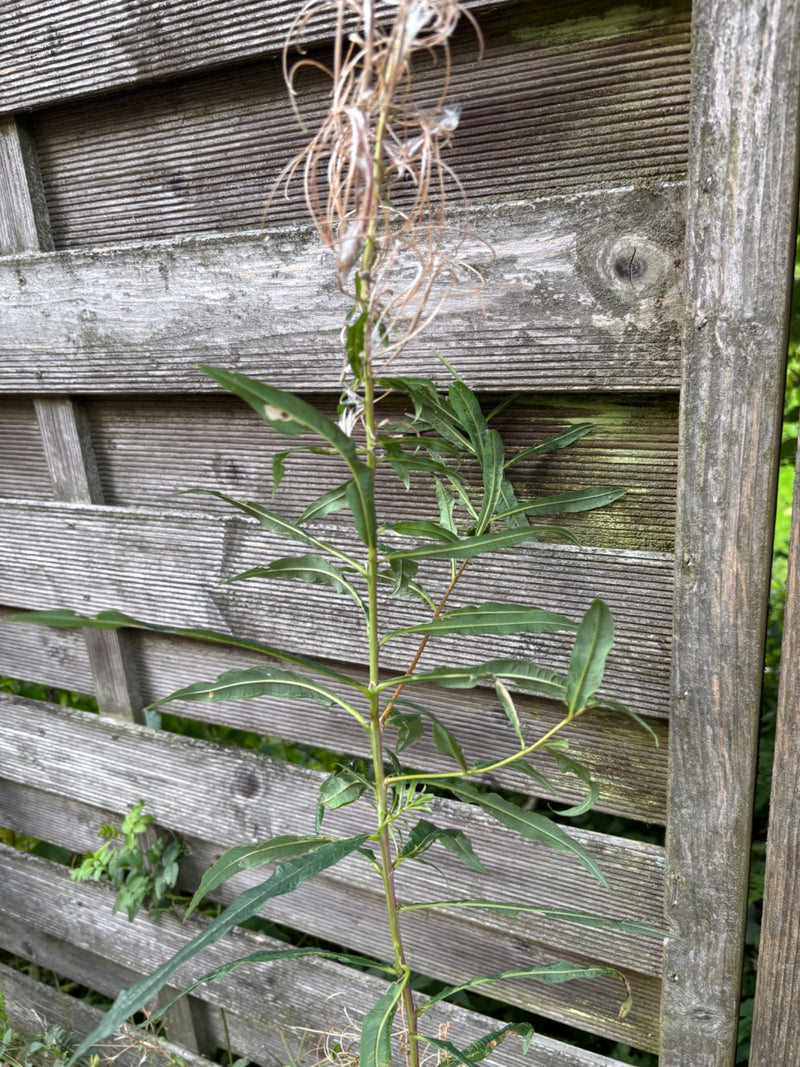 Fireweed wąskolistny — zdjęcie 2 z 7