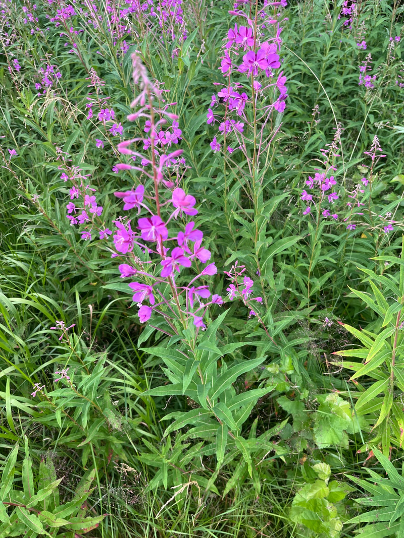 Fireweed wąskolistny — zdjęcie 1 z 7