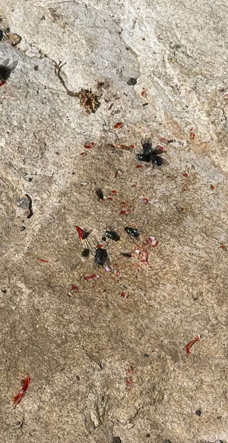 Kilka plujek siedzi na jasnym skalistym podłożu i żeruje.