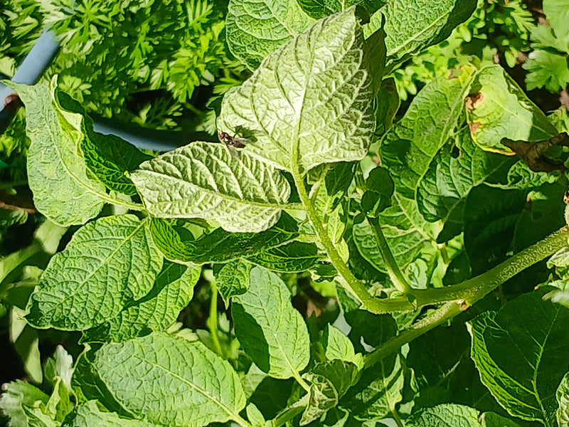 Niebieskie butelki — Bild 1