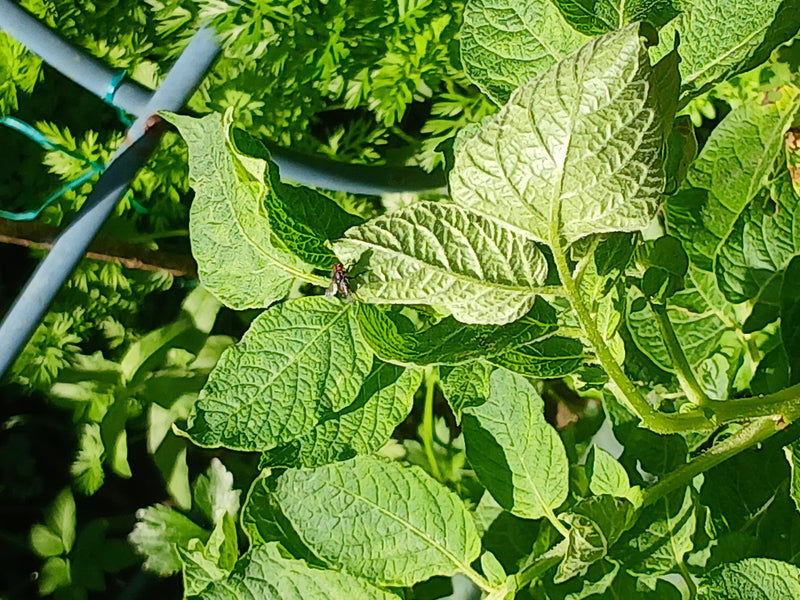 Niebieskie butelki — Bild 2