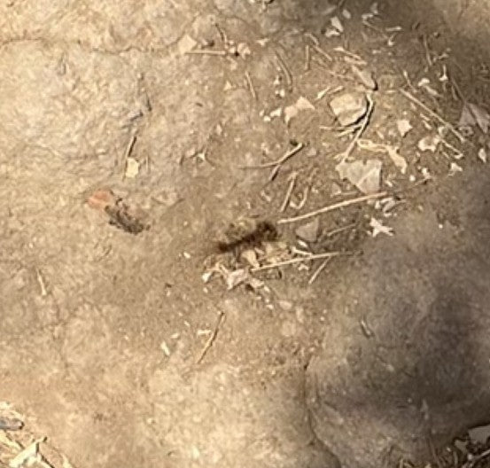 Motyle (zamówienie) — Bild 4