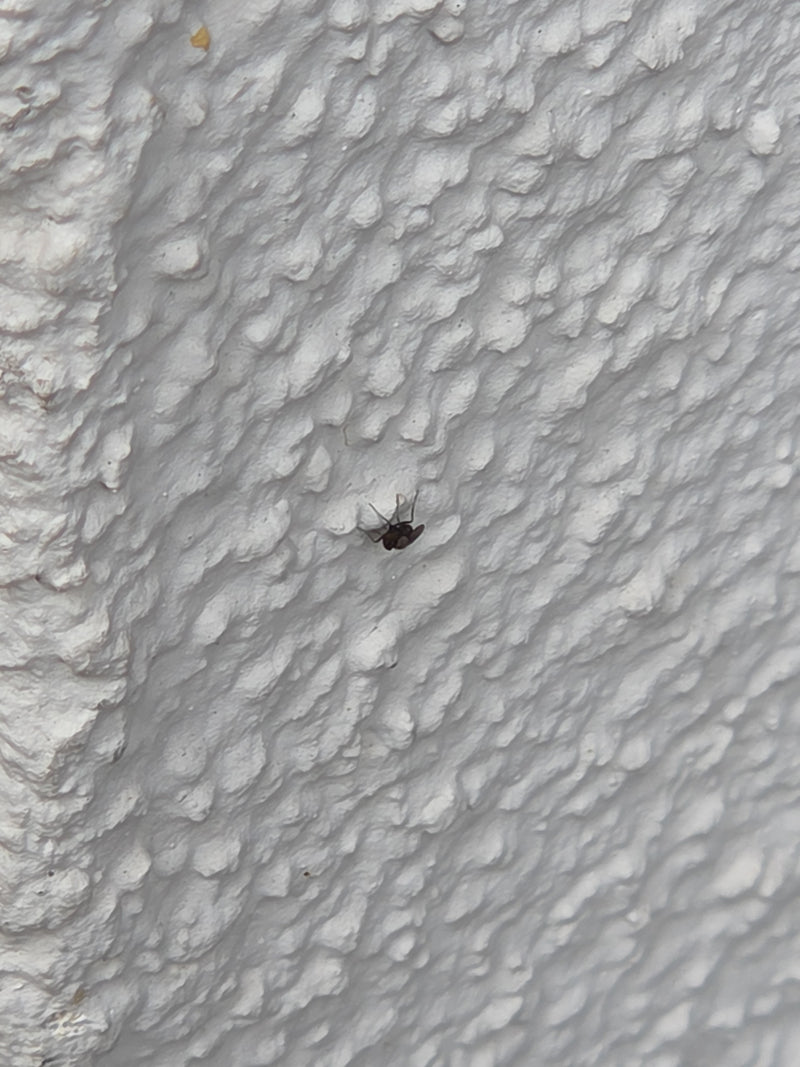 Motyle komary — Bild 3