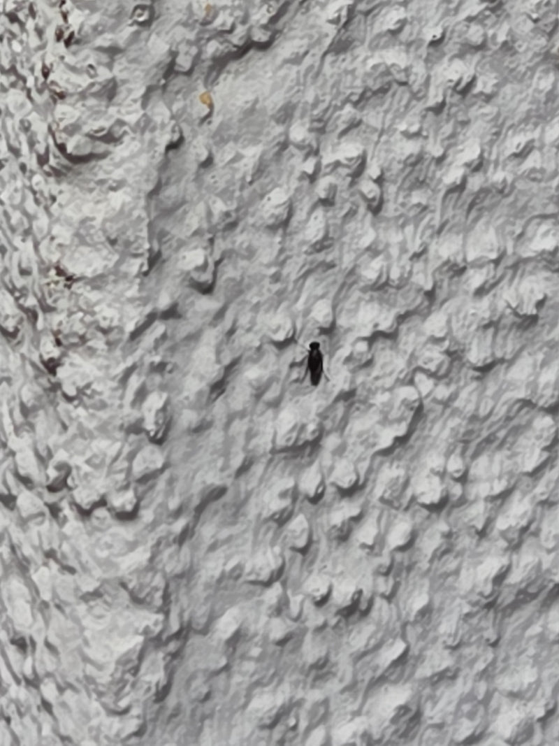 Motyle komary — Bild 2