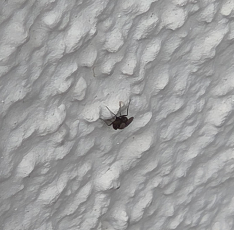 Motyle komary — Bild 1