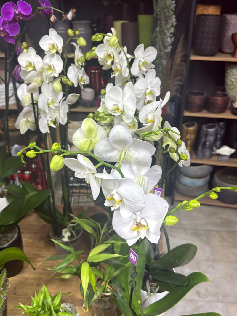 Motyl orchidea — zdjęcie 2 z 16
