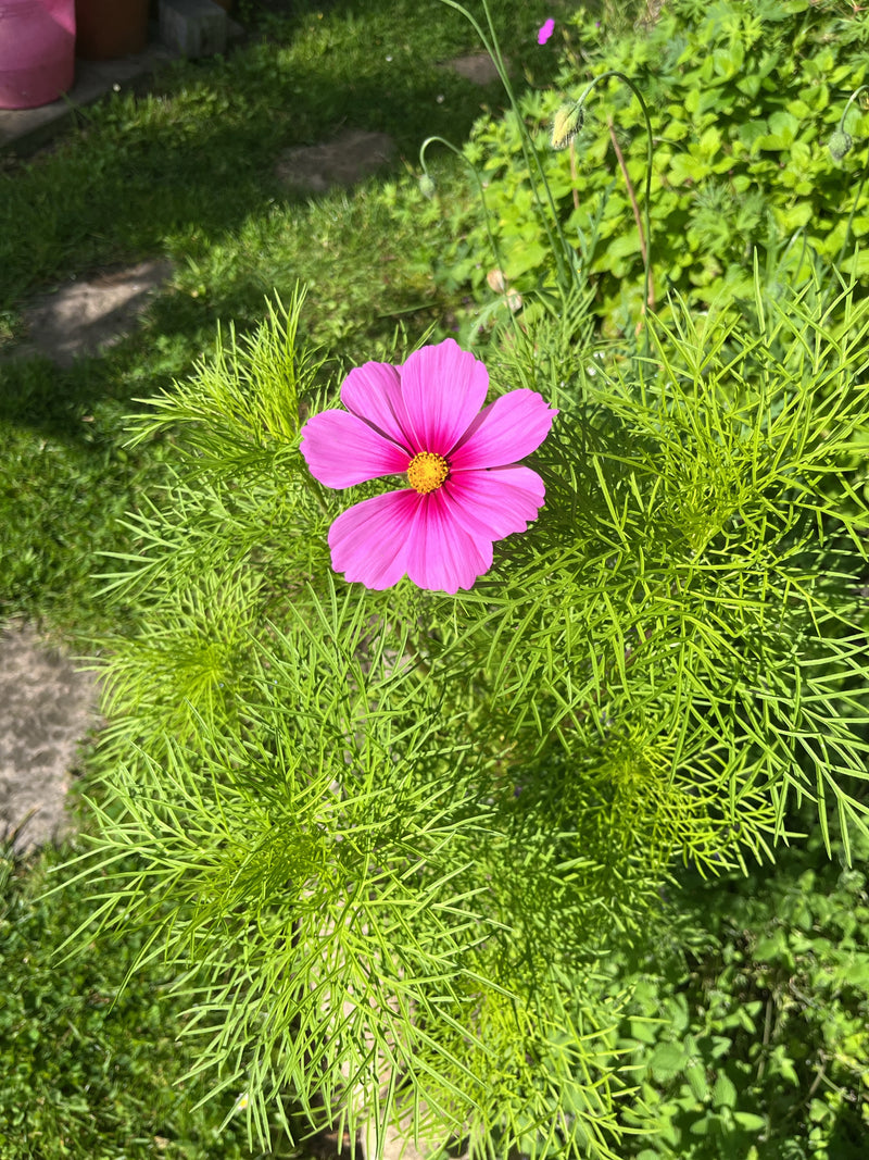 Kosmea — Bild 1