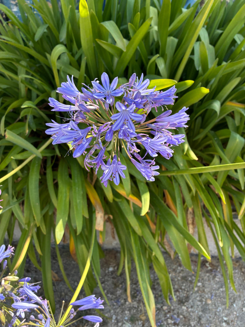 Agapant — Bild 1