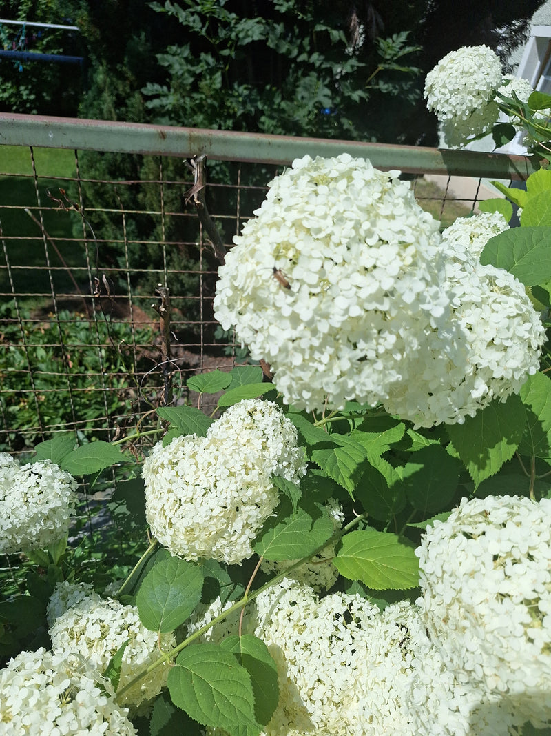 Hortensja śnieżna — zdjęcie 4 z 8