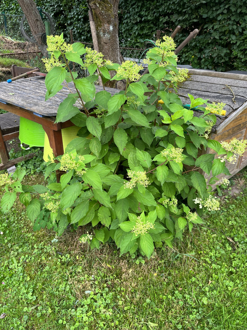 Hortensja śnieżna — zdjęcie 1 z 8