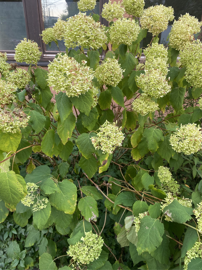 Hortensja śnieżna — zdjęcie 3 z 8