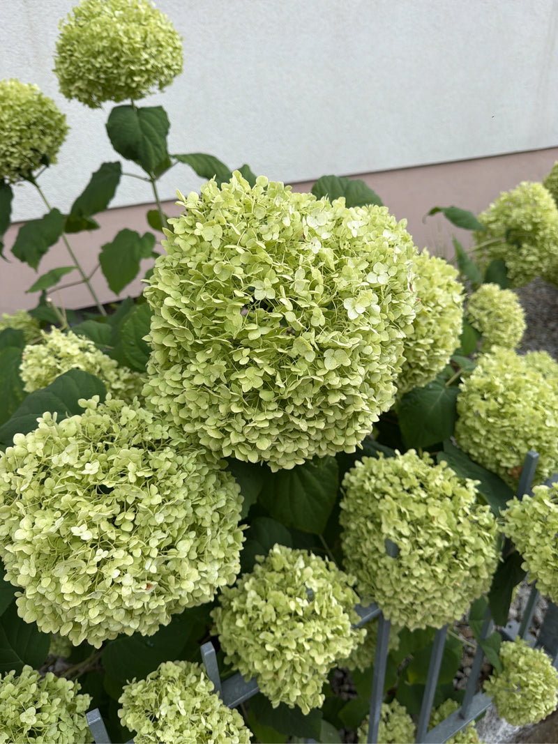 Hortensja śnieżna — zdjęcie 2 z 8