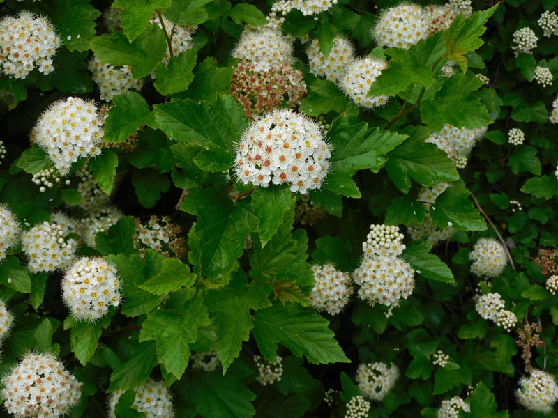 Dźwigar pęcherza — Bild 1