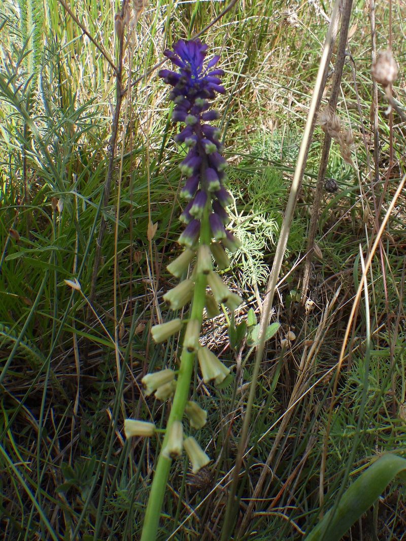 Hiacynt winogronowy — Bild 1