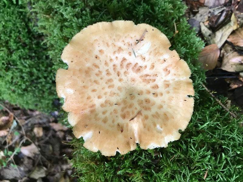 Łuskowaty Porling — zdjęcie 3 z 6