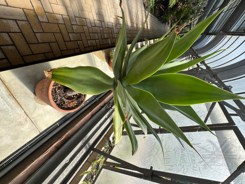 Schwanenhals-Agave — zdjęcie 1 z 1
