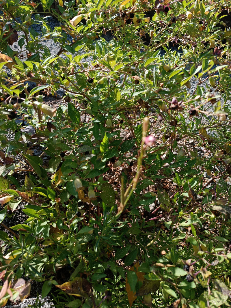 Czarna belladonna — Bild 1