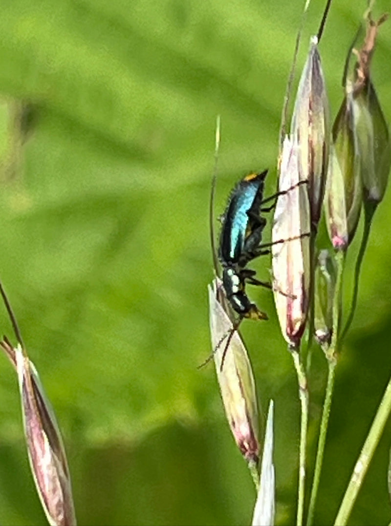 Chrząszcz czarnolistny — Bild 4