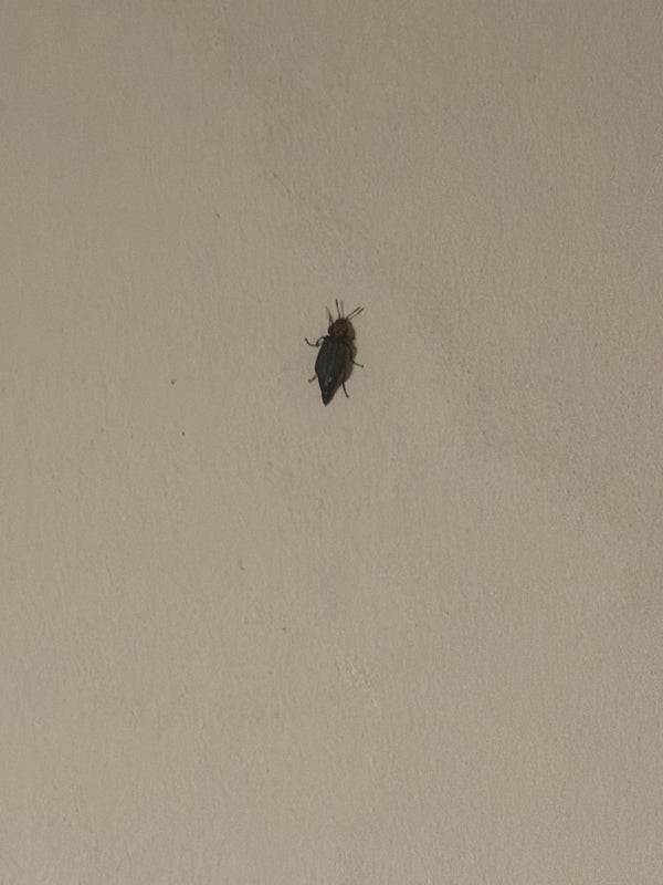 Pojedynczy szubak czarny jest sfotografowany z góry, siedząc na jasnej ścianie.