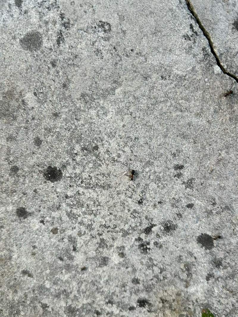 Serviformica — Bild 1