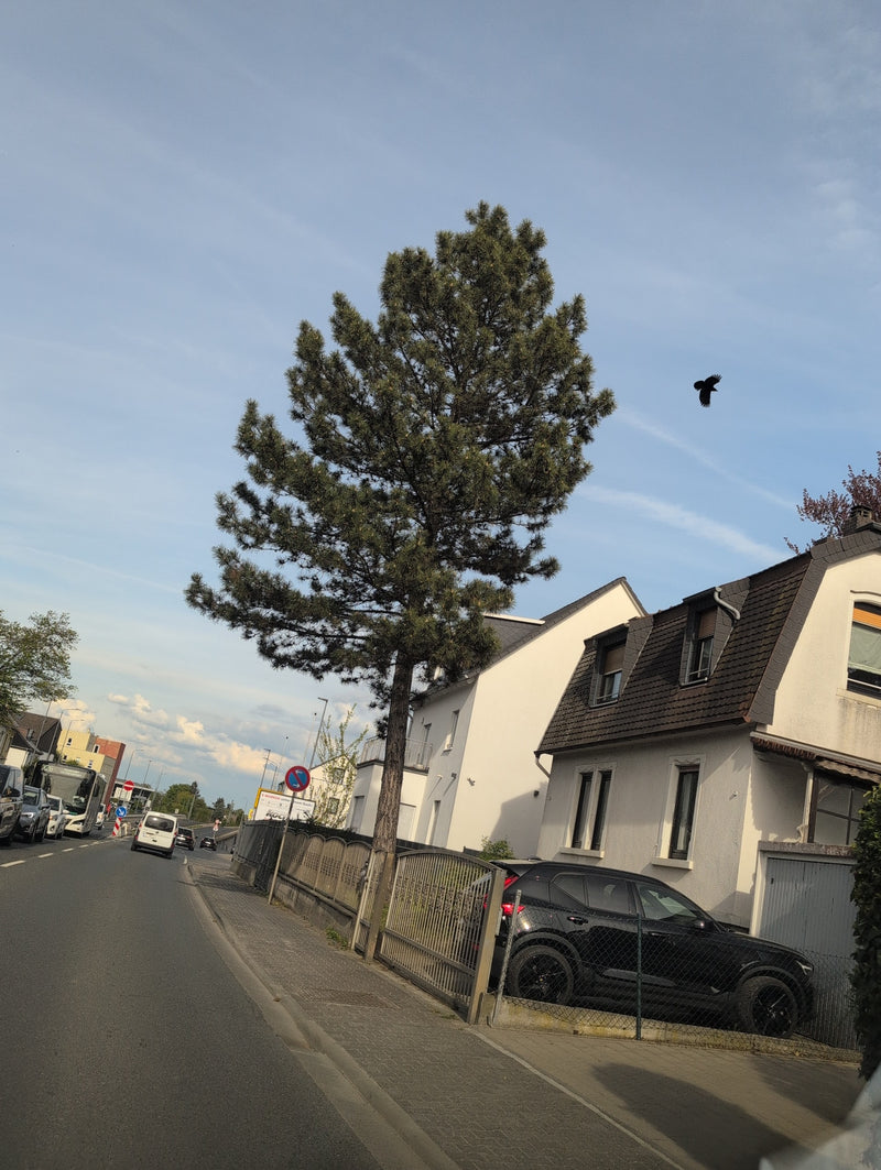 Czarna sosna — Bild 1