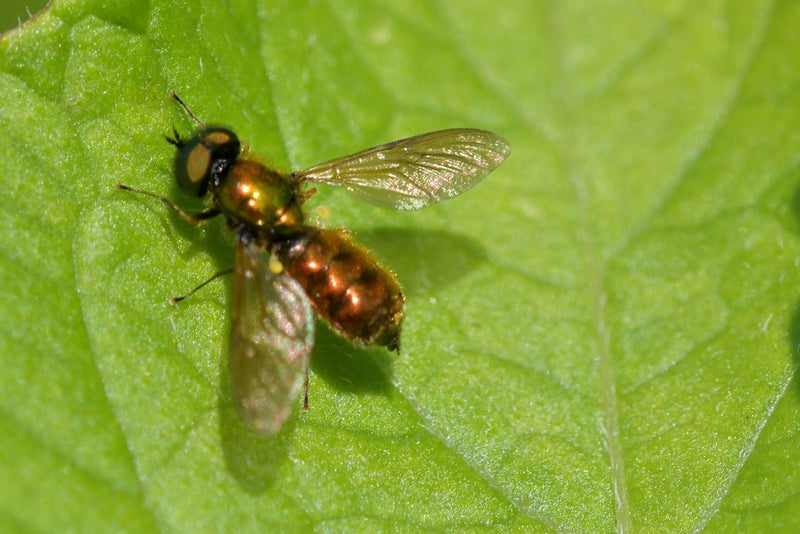 Bzygowate (Tribus Chrysogastrini) — Bild 1